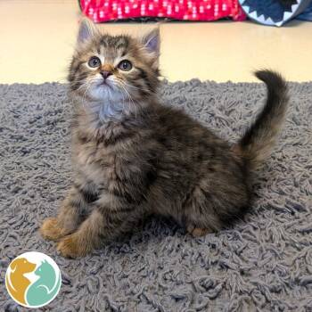 MossHeart -  Domestic Long Hair Cat for Adoption in Toledo, Ohio - MossHeart | PetCurious