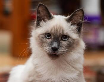 Reggie -  Balinese Cat for Adoption in Davis, California - Reggie | PetCurious