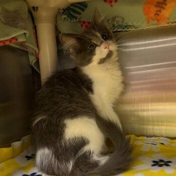 Salt -  Domestic Short Hair Cat for Adoption in Keizer, Oregon - Salt | PetCurious