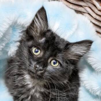 Crow -  Domestic Medium Hair and Domestic Short Hair Cat for Adoption in Camano, Washington - Crow | PetCurious