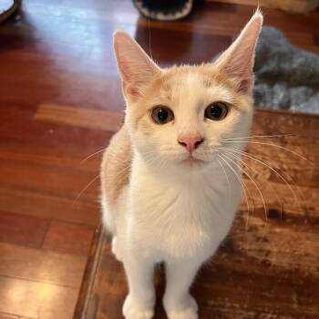 Ricotta (Rikki) -  Domestic Short Hair Cat for Adoption in Lewis Center, Ohio - Ricotta (Rikki) | PetCurious