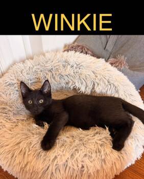Winkie -  Domestic Short Hair Cat for Adoption in Chicago, Illinois - Winkie | PetCurious