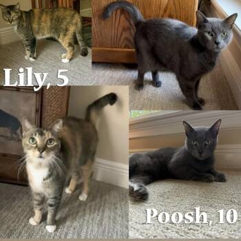 Lilly & Poosh -  Domestic Short Hair Cat for Adoption in Deland, Florida - Lilly & Poosh | PetCurious