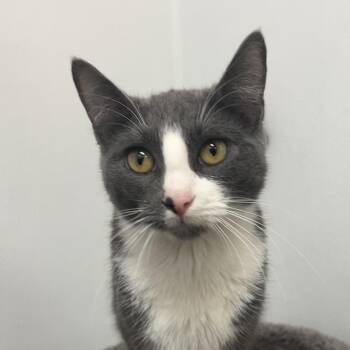 Domestic Short Hair Cats Available for Adoption - Jessie Cat | PetCurious