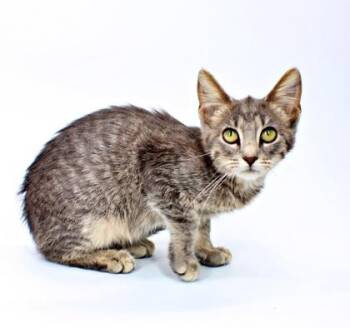 Cleo -  Domestic Short Hair Cat for Adoption in Morton Grove, Illinois - Cleo | PetCurious