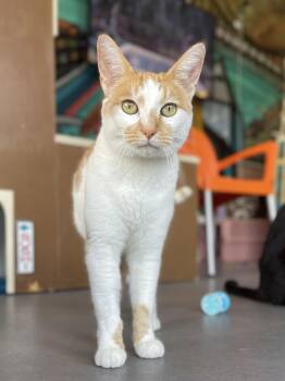 Sandie -  Domestic Short Hair Cat Available for Adoption in Oakland, California - Sandie | PetCurious