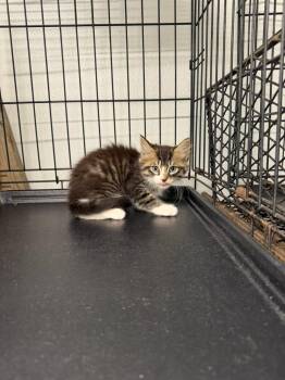 Puszek -  Domestic Medium Hair Cat for Adoption in Metter, Georgia - Puszek | PetCurious