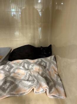 Domestic Short Hair Cats Available for Adoption in Gautier, Mississippi - Cantalope | PetCurious