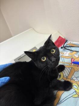 Joanna -  Domestic Short Hair Cat for Adoption in Sherwood, Oregon - Joanna | PetCurious