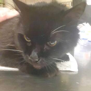 Nyx -  Domestic Long Hair Cat for Adoption in Asheville, North Carolina - Nyx | PetCurious