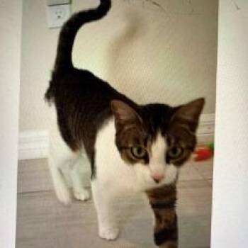 Domestic Short Hair Cats Available for Adoption in Boston, Massachusetts - Harper | PetCurious