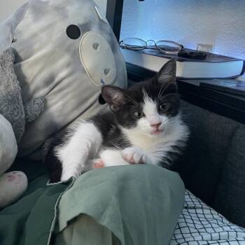 Taffy -  Domestic Short Hair Cat for Adoption in Houston, Texas - Taffy | PetCurious