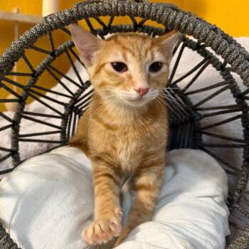 Toby -  Domestic Short Hair Cat for Adoption in Lewisville, Texas - Toby | PetCurious