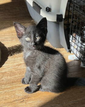 Rescue Domestic Short Hair Cats for Adoption in Walled Lake, Michigan - Hans Jr | PetCurious