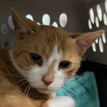 Carla -  Domestic Short Hair Cat for Adoption in Pittsford, Vermont - Carla | PetCurious