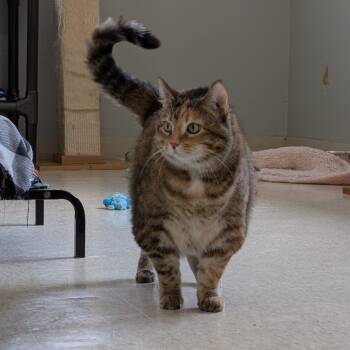 Rescue Domestic Short Hair Cats for Adoption in Milford, Iowa - Holly | PetCurious