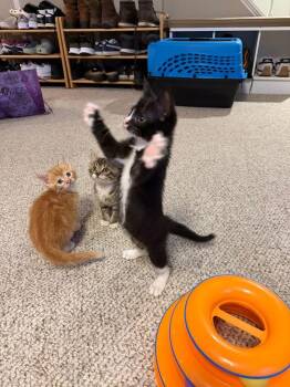 Quatros: Mariquita -  Domestic Short Hair Cat Available for Adoption - Quatros: Mariquita | PetCurious