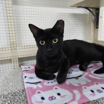 Pandora -  Domestic Short Hair Cat for Adoption in Toledo, Ohio - Pandora | PetCurious