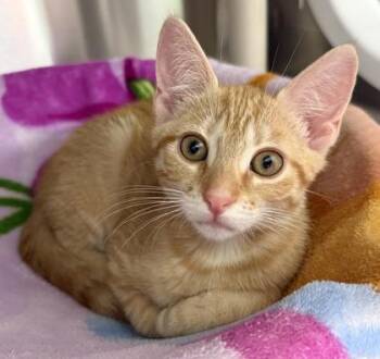 Domestic Short Hair Cats Available for Adoption in Venice, Florida - Hershey | PetCurious