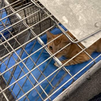 Orangey -  Domestic Short Hair Cat for Adoption in Montgomery, Alabama - Orangey | PetCurious