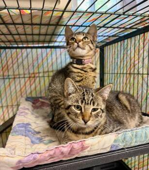 Artemis -  Tabby and Tiger Cat for Adoption in Ringwood, New Jersey - Artemis | PetCurious