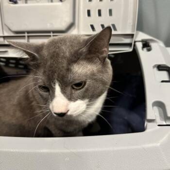 Kyo (ON) -  Domestic Short Hair Cat for Adoption in Chattanooga, Tennessee - Kyo (ON) | PetCurious
