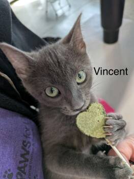 Domestic Short Hair Cats Available for Adoption - Vincent Price | PetCurious