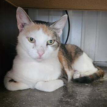 Gumdrop -  Domestic Short Hair Cat for Adoption in Corydon, Indiana - Gumdrop | PetCurious