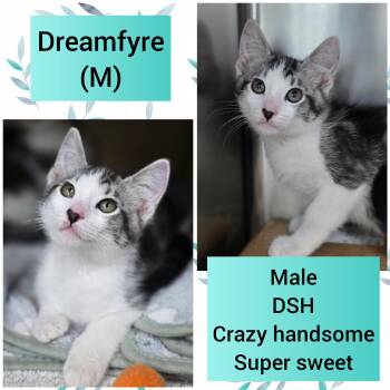 Dreamfyre -  Domestic Short Hair Cat for Adoption in Beaverton, Oregon - Dreamfyre | PetCurious
