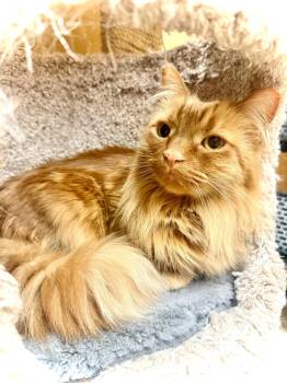 Domestic Medium Hair Cats Available for Adoption in Pickering, Ontario - Fuzzy (bonded With Peaches) | PetCurious