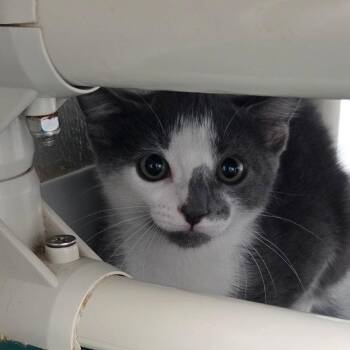 Cosmo -  Domestic Short Hair Cat for Adoption in Dallas, Texas - Cosmo | PetCurious