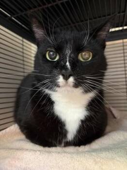 Domestic Short Hair Cats Available for Adoption in Bellingham, Washington - Rocky | PetCurious