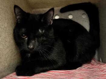 Ralphie -  Domestic Short Hair Cat for Adoption in Powell, Ohio - Ralphie | PetCurious