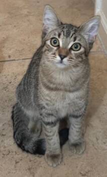 Poppy Purrsome -  Domestic Short Hair Cat for Adoption in Chandler, Arizona - Poppy Purrsome | PetCurious