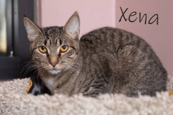 Rescue Domestic Short Hair Cats for Adoption in Scottsdale, Arizona - Xena | PetCurious