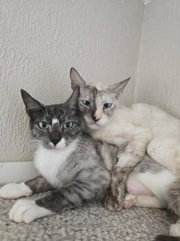 Cricket -  Siamese Cat for Adoption in Vancouver, Washington - Cricket | PetCurious