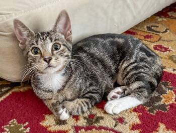 Alicent -  Domestic Short Hair and Tabby Cat for Adoption in Pompano Beach, Florida - Alicent | PetCurious