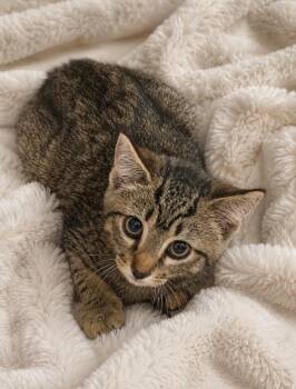 Domestic Short Hair Cats Available for Adoption in Columbia, Tennessee - Tom | PetCurious