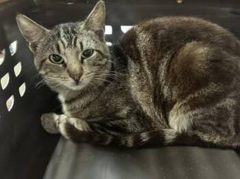 Domestic Short Hair Cats Available for Adoption in Palm Coast, Florida - Harrisburg | PetCurious