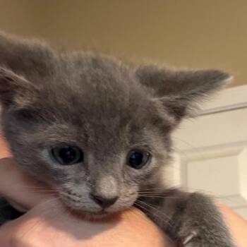 Kace -  Russian Blue Cat for Adoption in Mount Vernon, Arkansas - Kace | PetCurious