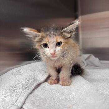 Baby Athena -  Domestic Short Hair Cat for Adoption in Goleta, California - Baby Athena | PetCurious