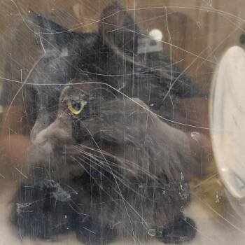 Olive -  Domestic Medium Hair Cat for Adoption in Reno, Nevada - Olive | PetCurious