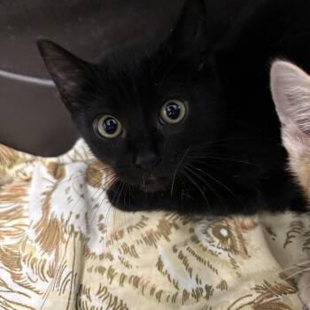 Rescue Domestic Short Hair Cats for Adoption in Richland Center, Wisconsin - Vader | PetCurious