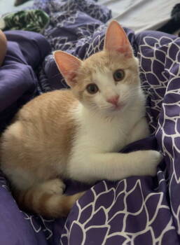 Rescue Domestic Short Hair Cats for Adoption in Magnolia Springs, Alabama - Finn | PetCurious