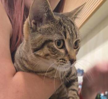 Poppy -  Domestic Short Hair Cat for Adoption in Kansas City, Missouri - Poppy | PetCurious