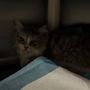 Domestic Long Hair Cats Available for Adoption in Salt Lake City, Utah - Plush | PetCurious