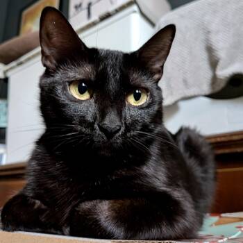 Annabel -  Domestic Short Hair Cat for Adoption in Alexandria, Virginia - Annabel | PetCurious