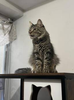 Comandate (foster needed) -  Domestic Medium Hair and Domestic Long Hair Cat for Adoption in New York, New York - Comandate (foster Needed) | PetCurious
