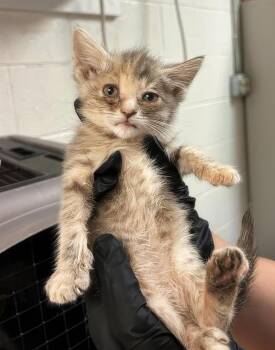 Betty -  Domestic Short Hair Cat for Adoption in Nashville, Tennessee - Betty | PetCurious