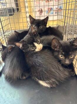 Domestic Short Hair Cats Available for Adoption in Fort Myers, Florida - ERIC | PetCurious